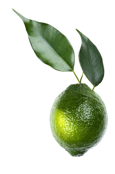 Lime på vita makro — Stockfoto