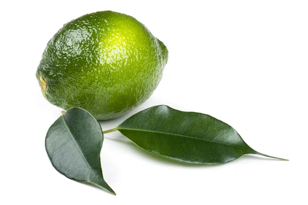 Lime on white background Royalty Free Stock Images