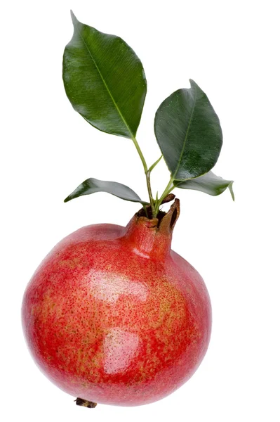 Pomegranate macro — Stock Photo, Image