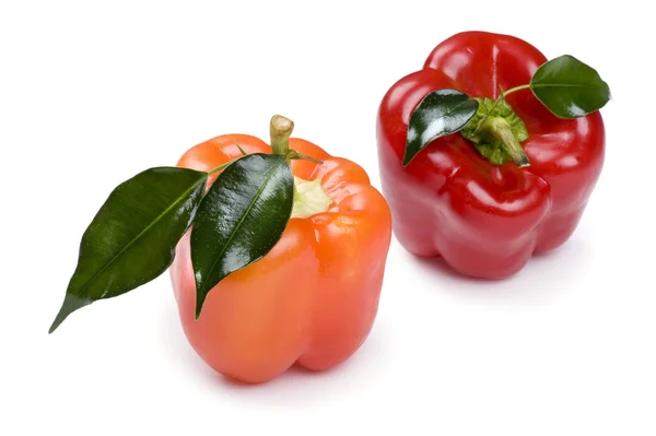Colored pepper on white — ストック写真
