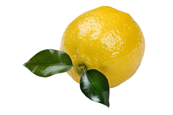 Macro limón — Foto de Stock
