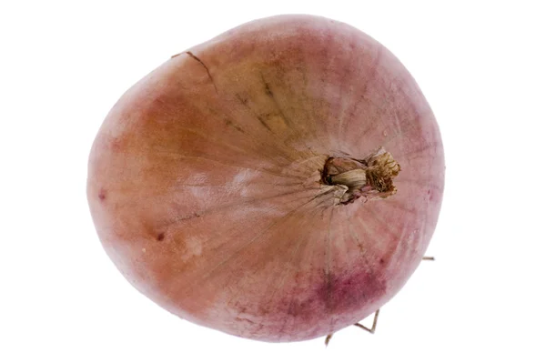 Yellow onion close up — Stock Photo, Image