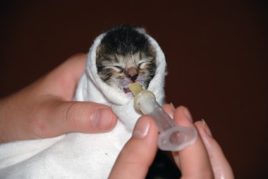 Newborn kitten clipart