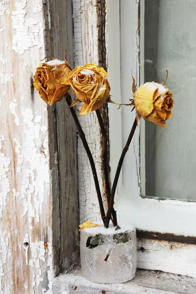 Rosas secas —  Fotos de Stock
