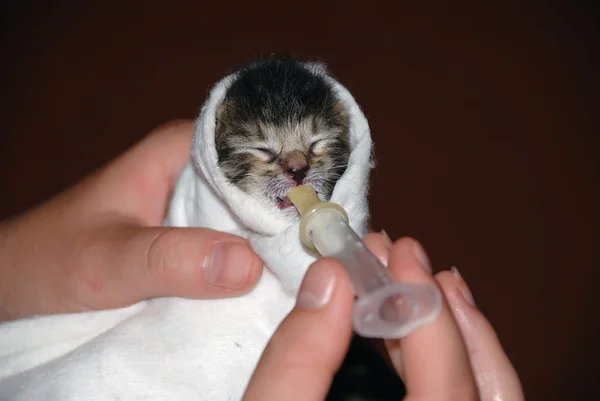Новорожденный котенок — стоковое фото