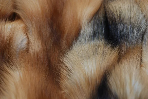 Pieles de zorro rojo — Foto de Stock