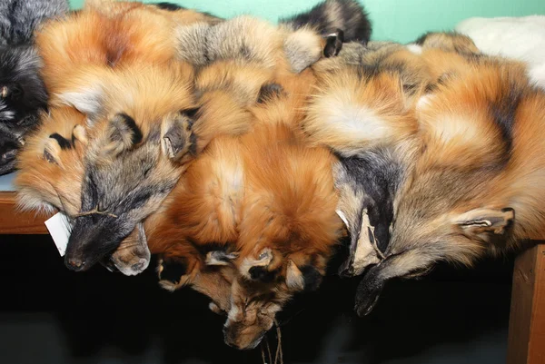 Peles de raposa vermelha — Fotografia de Stock