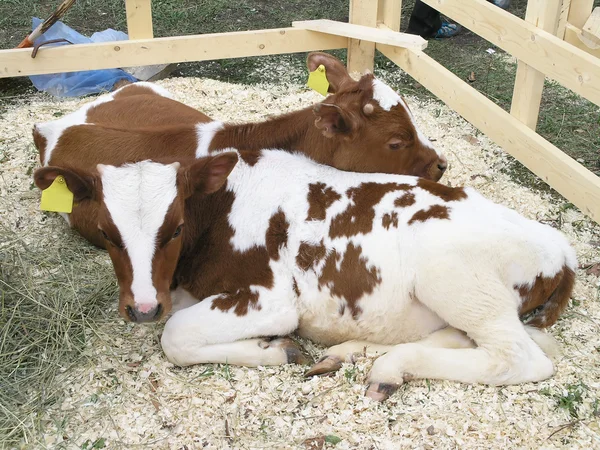 Two calfs — Stock Photo, Image