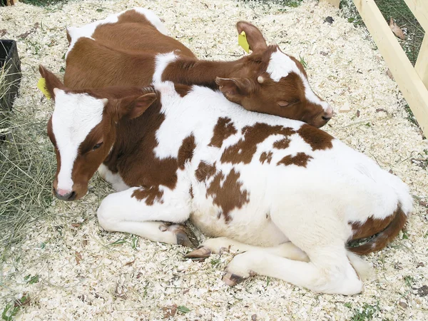 Two calfs — Stock Photo, Image