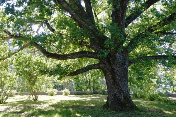Дуб дерево — стокове фото