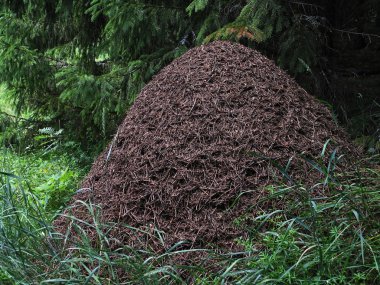 Anthill clipart