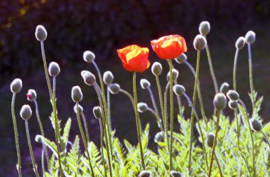 Two poppies in a field. clipart