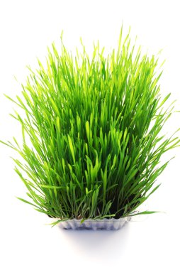 Wheatgrass clipart