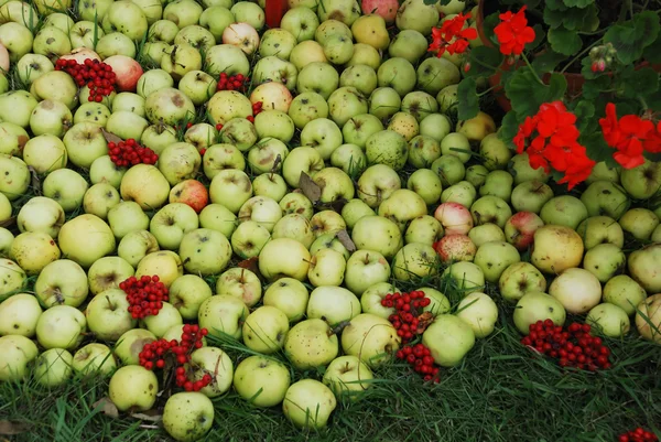 Jablka a Jeřabina — Stock fotografie
