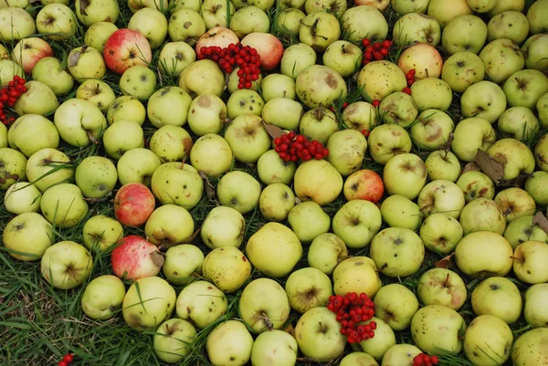 Elma ve ashberry — Stok fotoğraf