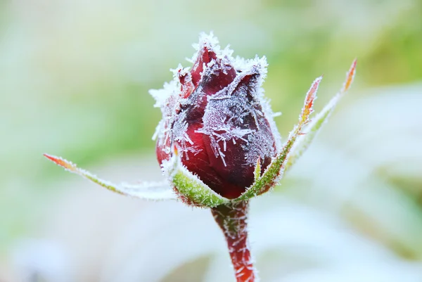 Frostat rose — Stockfoto