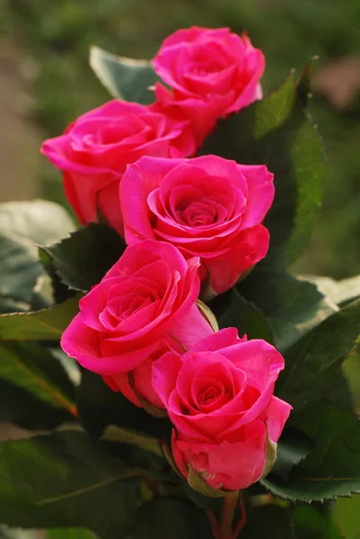Πέντε scarlet ομορφιά τριαντάφυλλα — Φωτογραφία Αρχείου