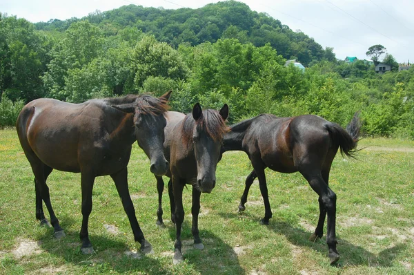 Drie zwarte paarden — Stockfoto