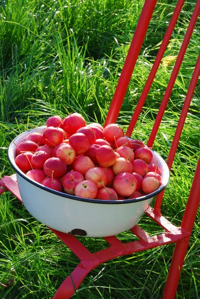 Manzanas rojas en la cuenca — Foto de Stock