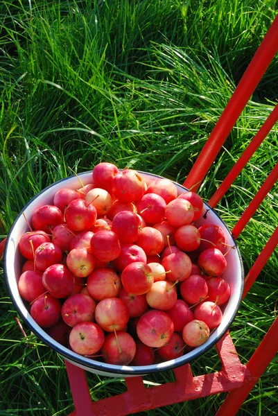 Røde epler i basseng – stockfoto