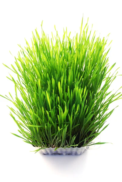 Wheatgrass — Stock Photo, Image
