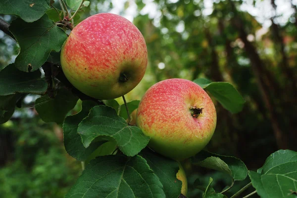 Elma ağacı — Stok fotoğraf