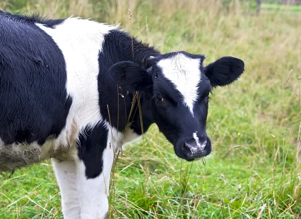 stock image Cow