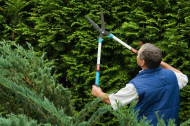 Senior man gardener cut a hedge clipart