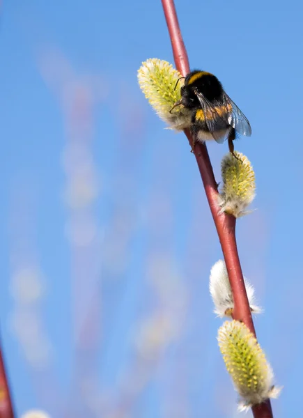 Včela sběr pylu z vrby — Stock fotografie