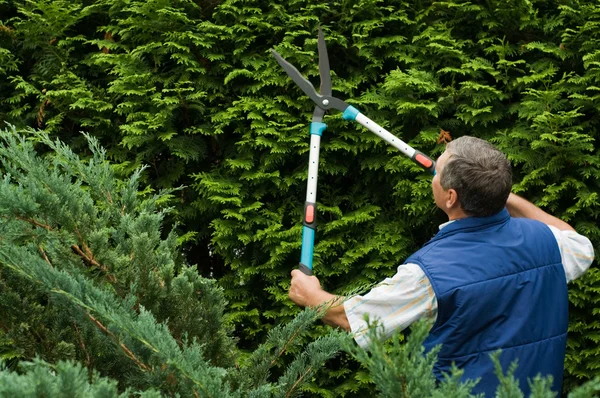 Ανώτερος άνθρωπος κηπουρός, κόψτε έναν φράκτη — Φωτογραφία Αρχείου