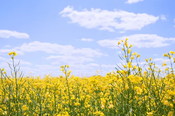 Желтое поле с семенами рапса на фоне голубого неба — стоковое фото