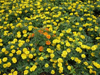Yellow flowers on flowerbed clipart
