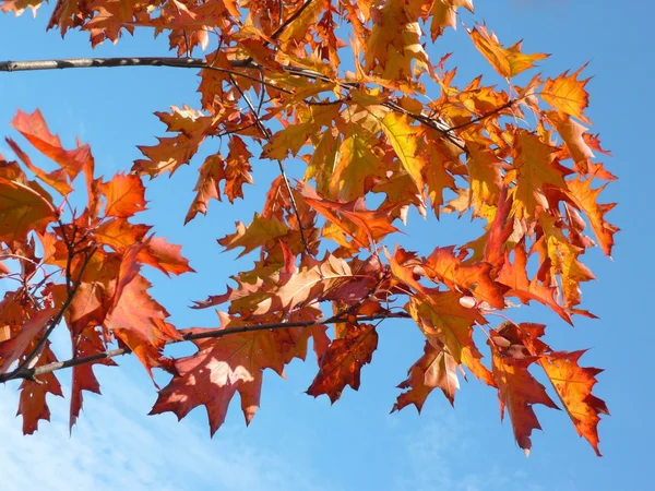 Красный клен осенью — стоковое фото