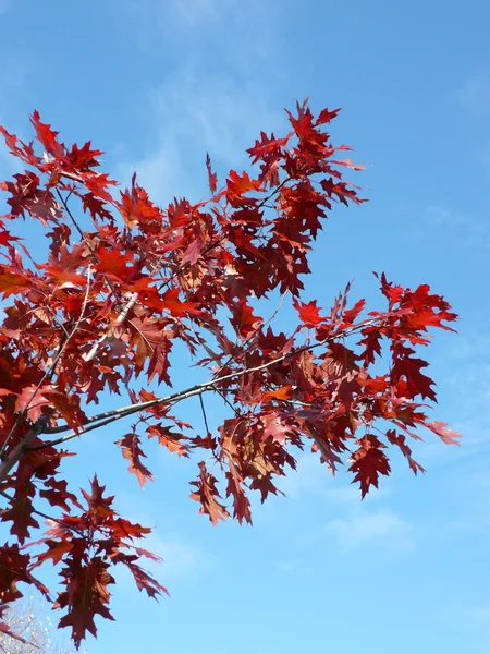 stock image Red maple at autumn