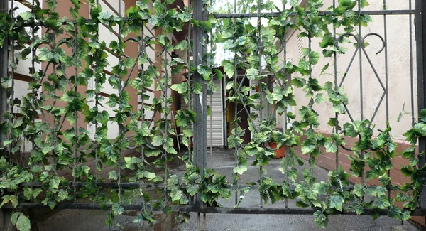 Stock image Black metal fence with green plant