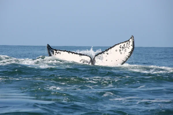 Китовое наблюдение Стоковая Картинка