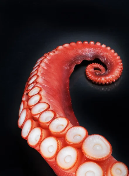 Octopus Rechtenvrije Stockafbeeldingen