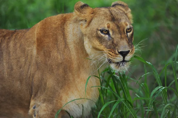 Lion africain femelle — Photo