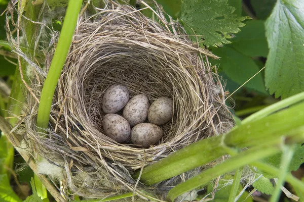 Bird's Nest — Stock Photo, Image