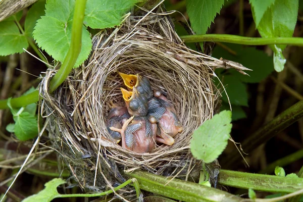 鳥の巣 — ストック写真