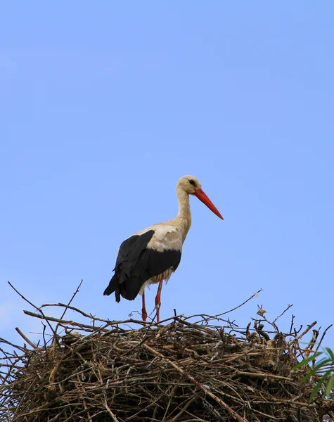 stock image Stork