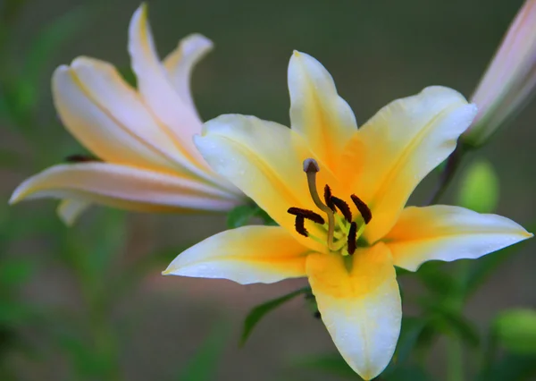 Квіти Стокове Фото