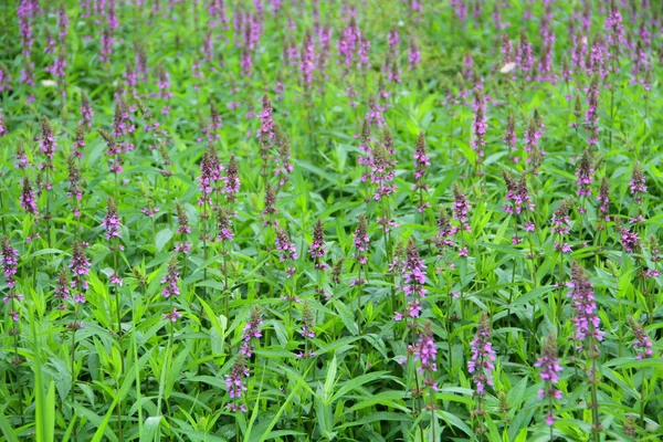 stock image Flower field