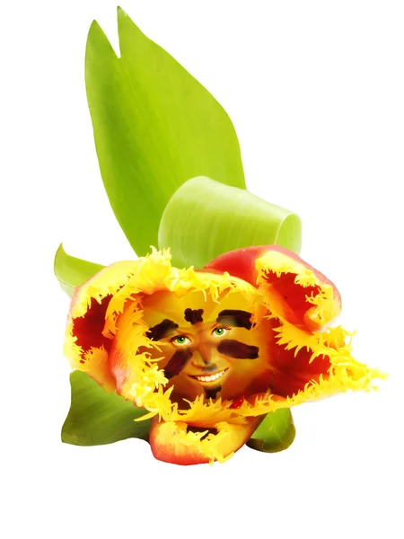 Красный, желтый тюльпан — стоковое фото