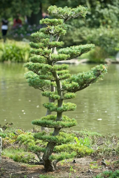 Bonsai in natural environment — Stock Photo, Image