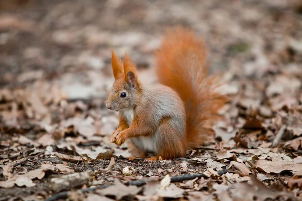 Nahaufnahme eines roten Eichhörnchens, das im Park posiert — Stockfoto