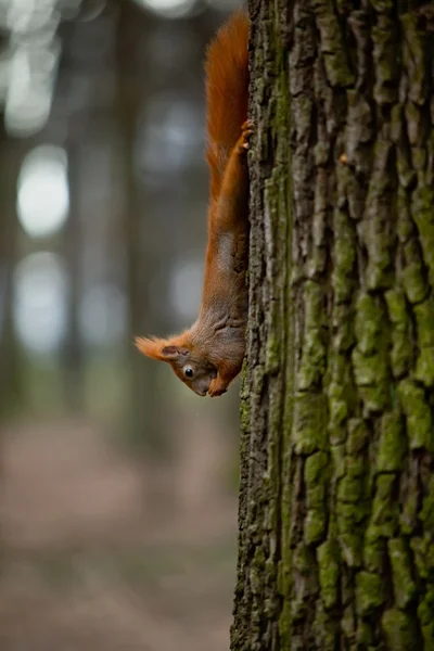 Eichhörnchen frisst eine Nuss und hängt am Baum — Stockfoto
