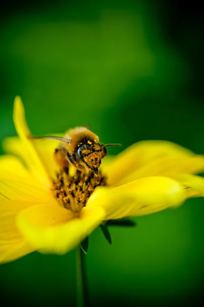 Abelha close-up na flor recolhe néctar — Fotografia de Stock
