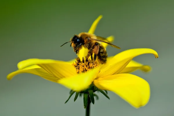 Gros plan abeille sur fleur recueille le nectar — Photo