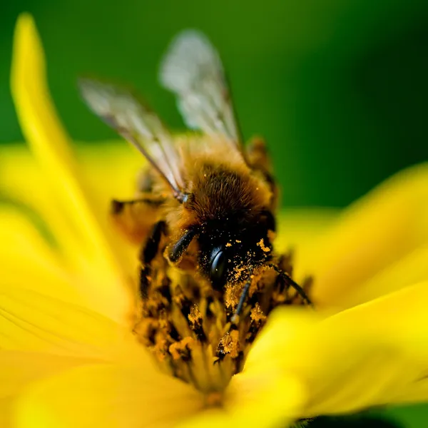Крупный план пчелы на цветке собирает нектар — стоковое фото